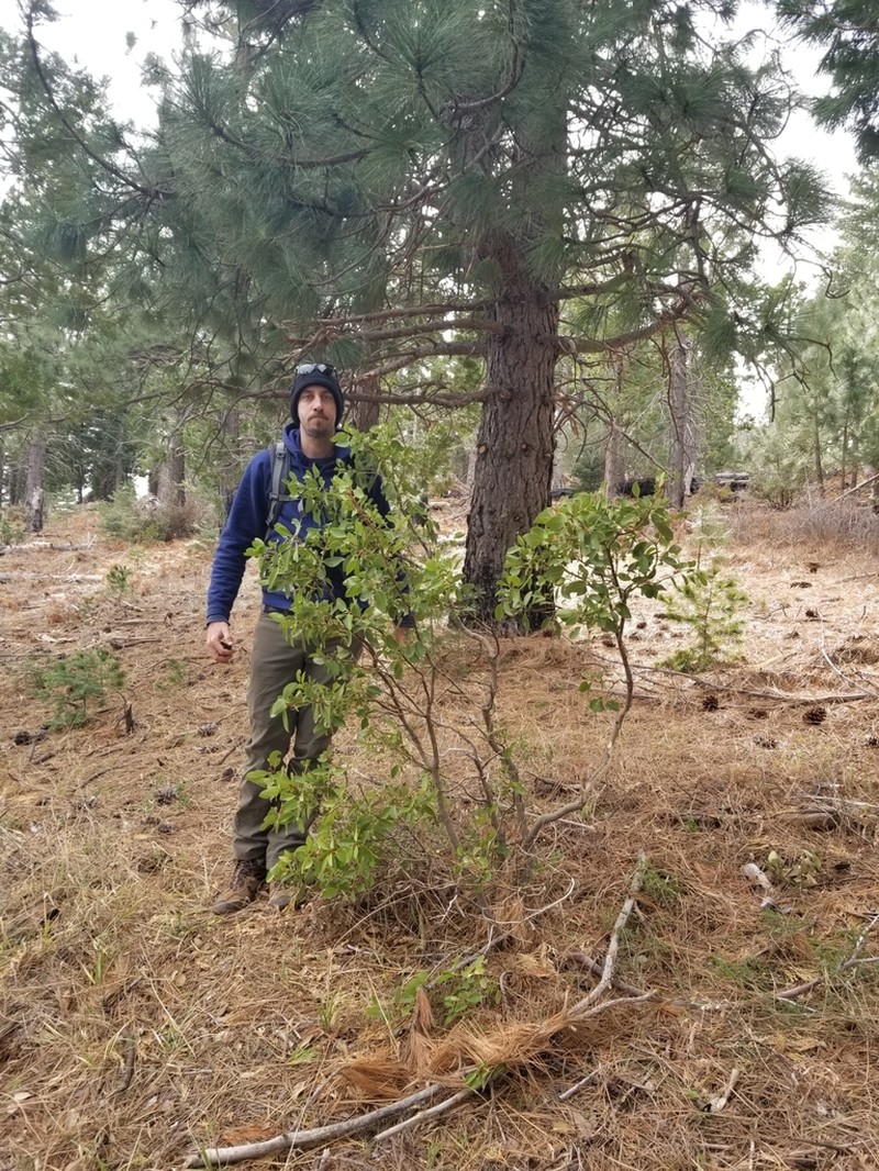 Bearbrush photo 4