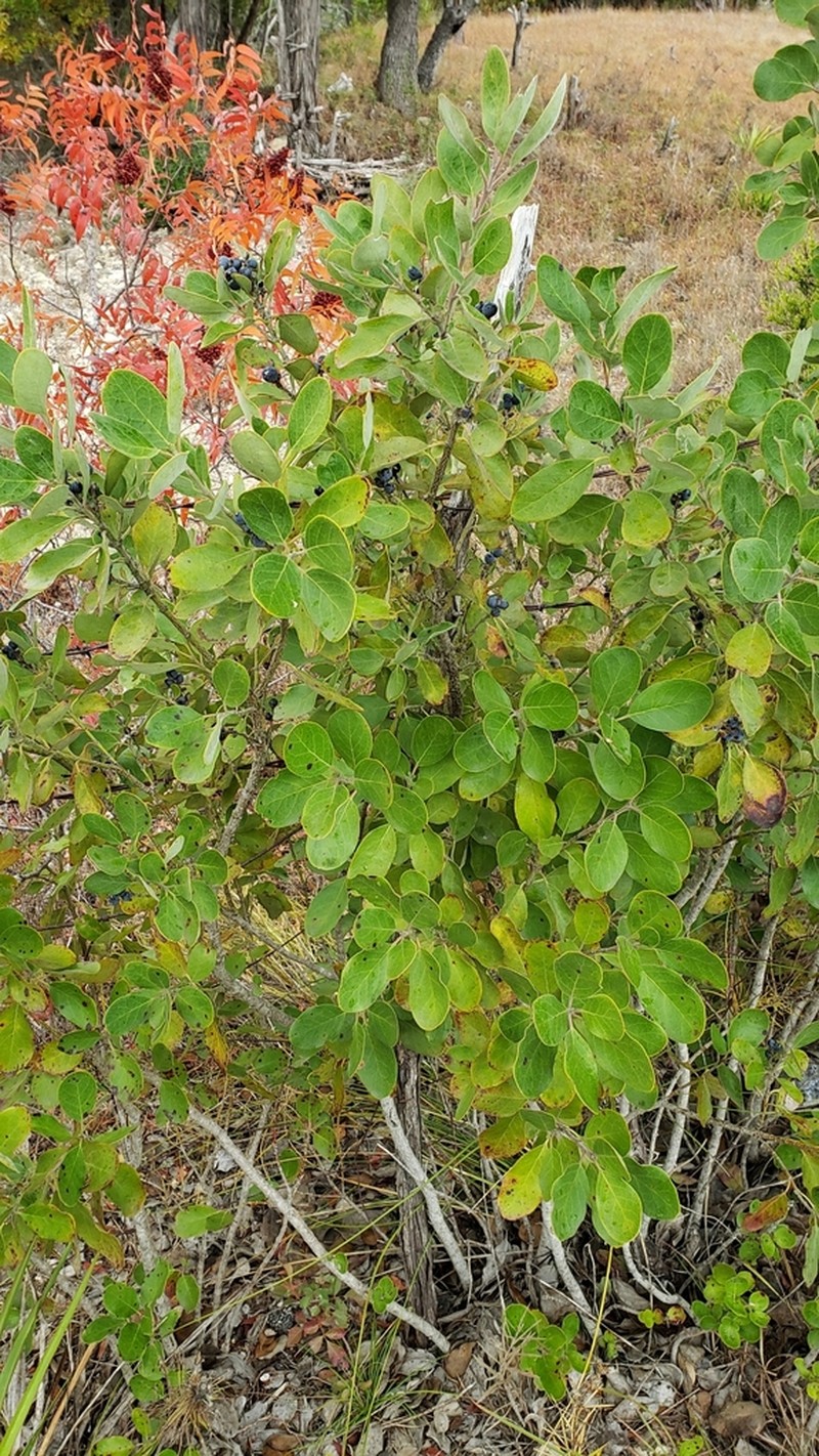 Garrya lindheimeri photo 3