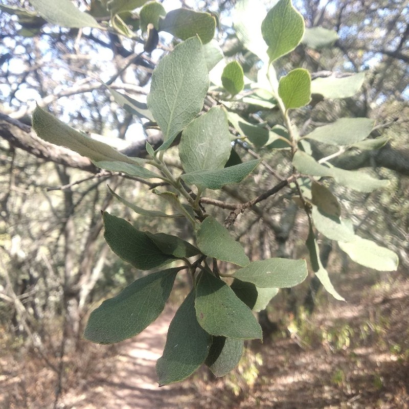 Eggleaf Silktassel