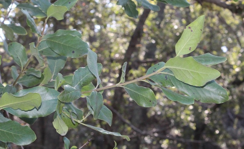 Eggleaf Silktassel photo 2