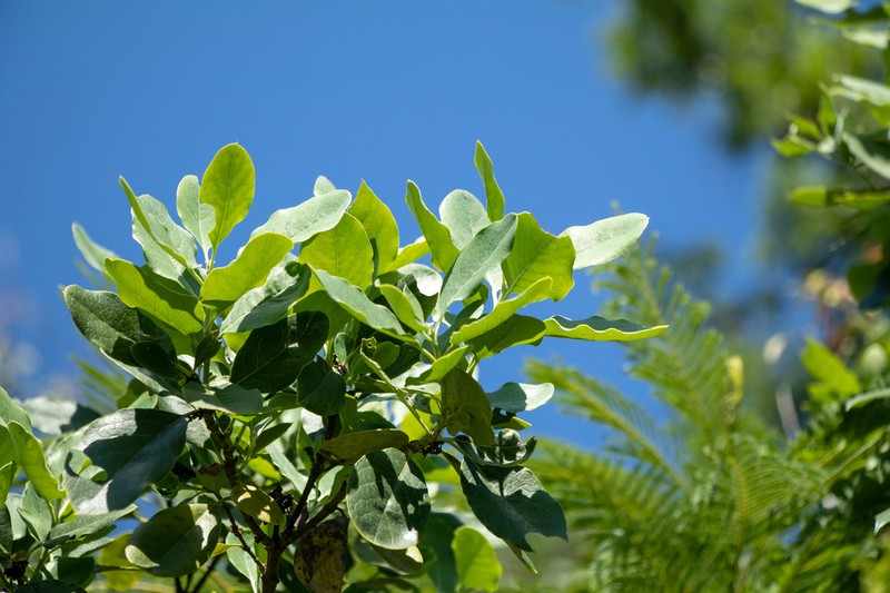 Eggleaf Silktassel photo 4