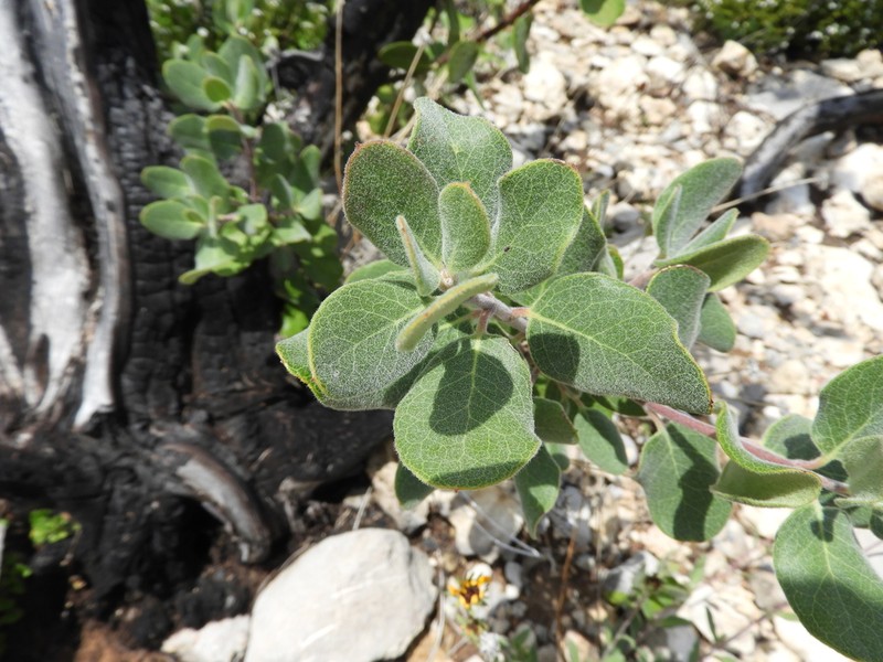 Eggleaf Silktassel photo 5