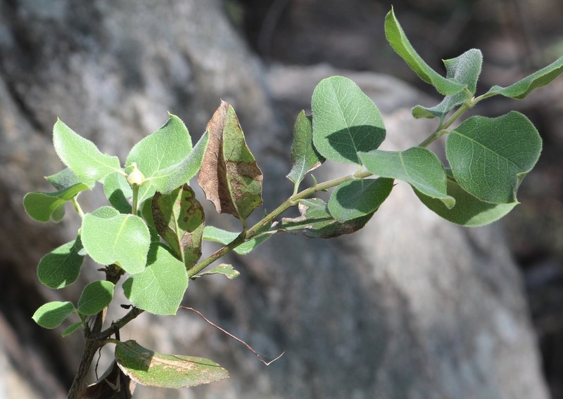 Eggleaf Silktassel photo 6