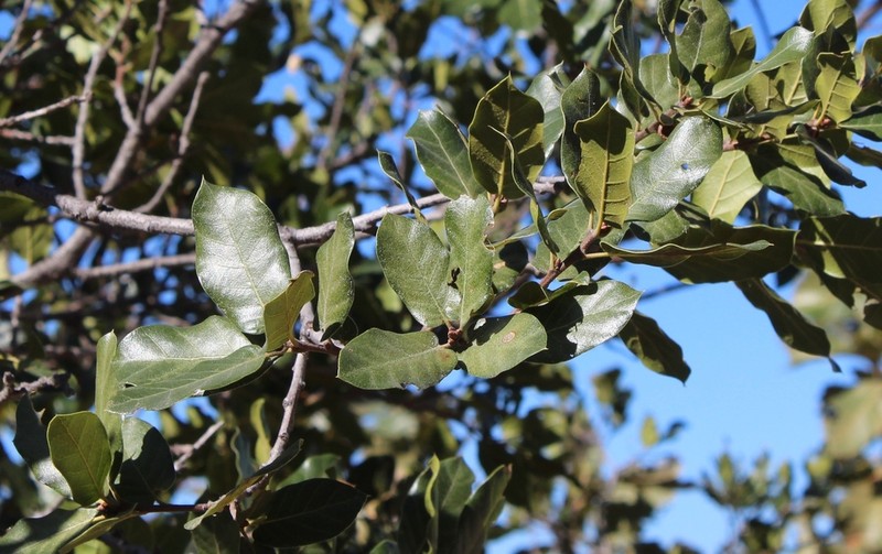 Eggleaf Silktassel photo 7