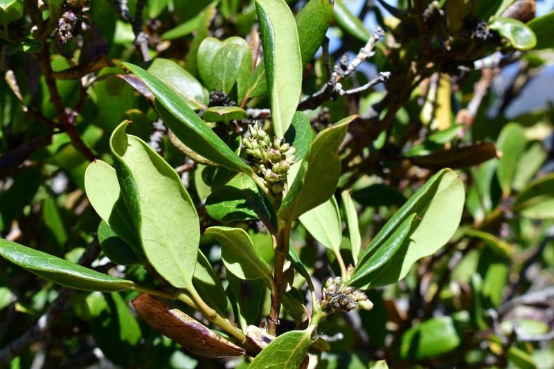 Eggleaf Silktassel photo 8