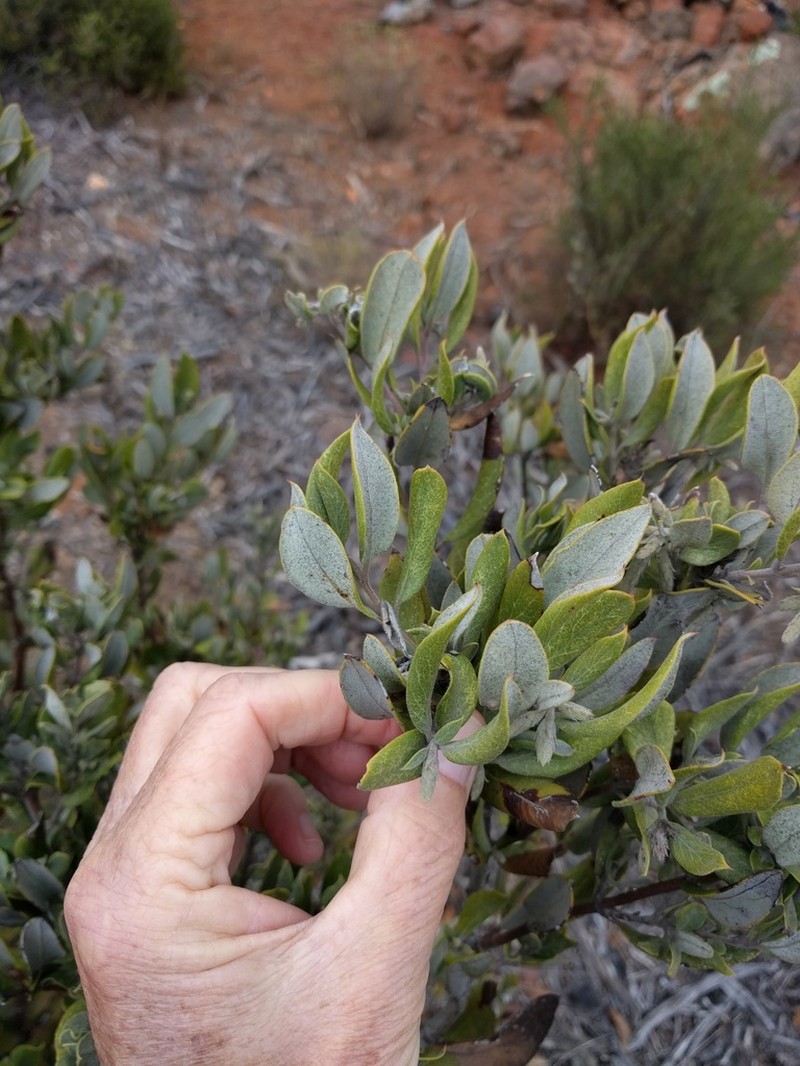 Canyon Silktassel photo 6