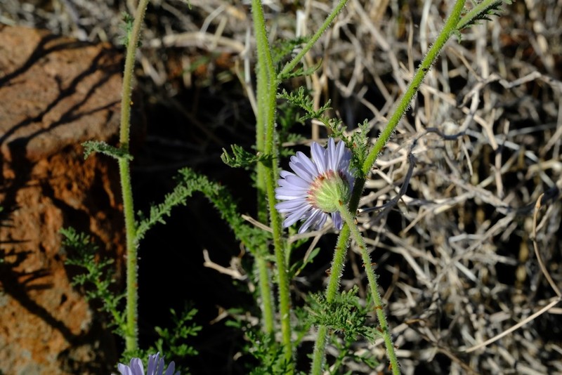 Garuleum schinzii