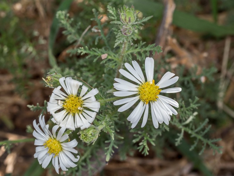 Garuleum schinzii photo 2