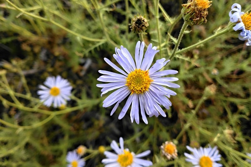 Garuleum schinzii photo 3
