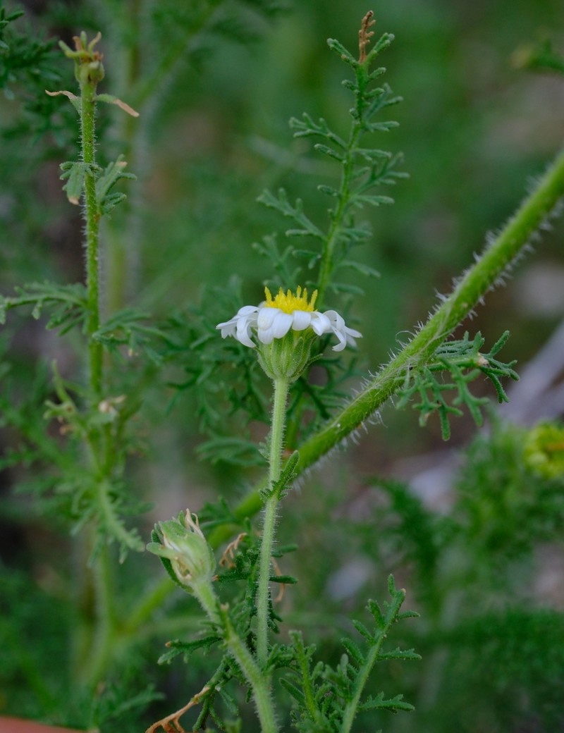 Garuleum schinzii photo 5