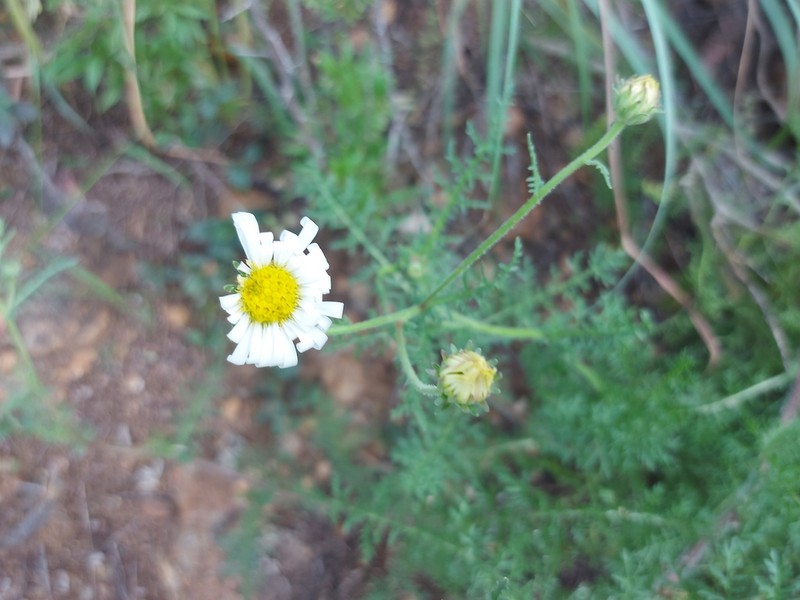 Garuleum schinzii photo 7