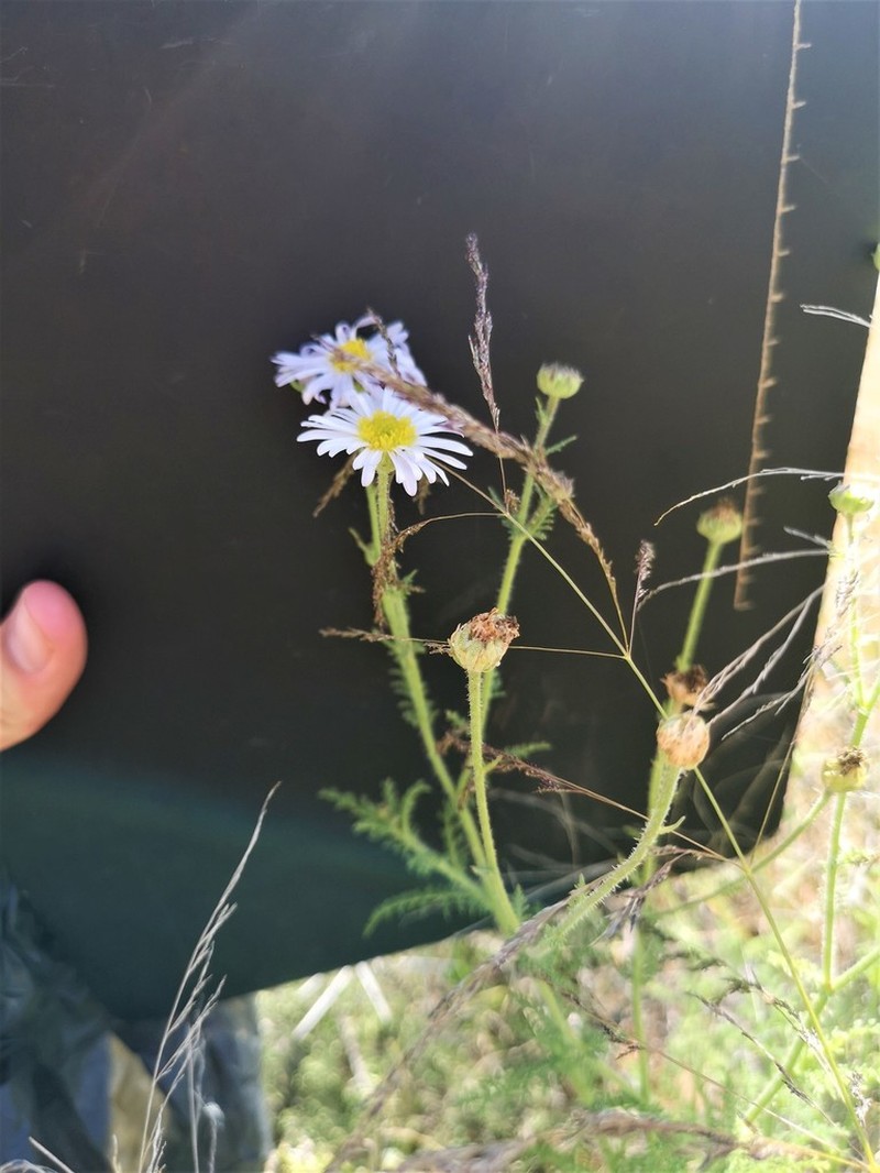 Garuleum schinzii photo 8