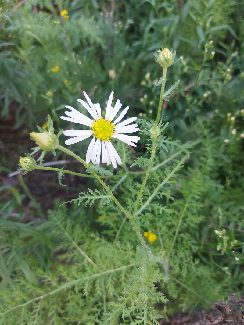 Garuleum schinzii subsp. crinitum