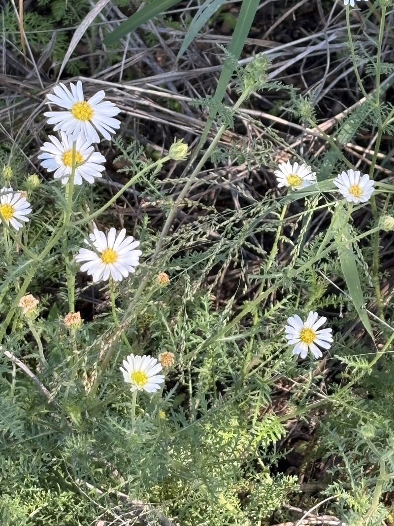 Garuleum schinzii subsp. crinitum photo 2