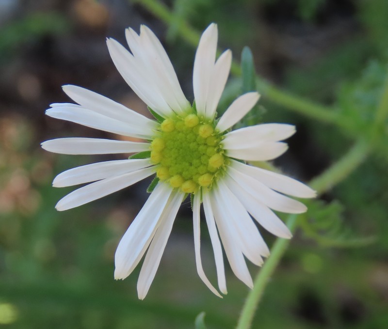 Garuleum schinzii subsp. crinitum photo 3