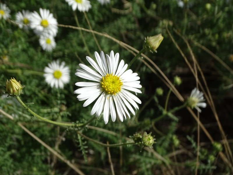 Garuleum schinzii subsp. crinitum photo 4