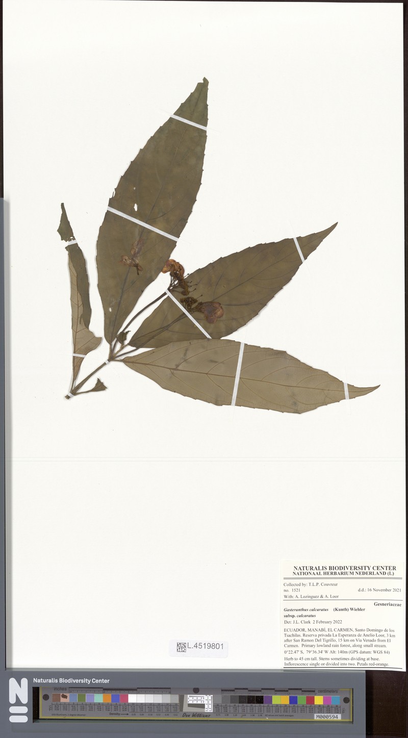 Gasteranthus calcaratus subsp. calcaratus