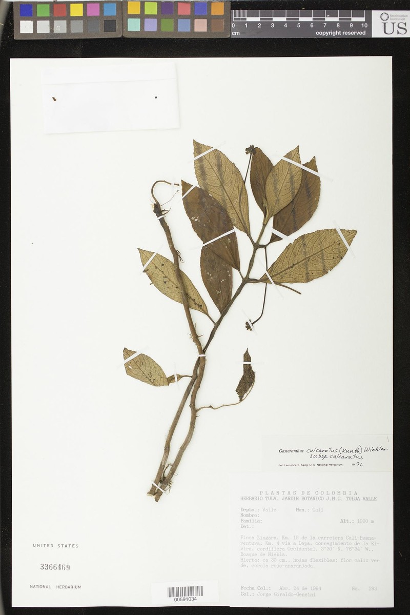 Gasteranthus calcaratus subsp. calcaratus photo 2