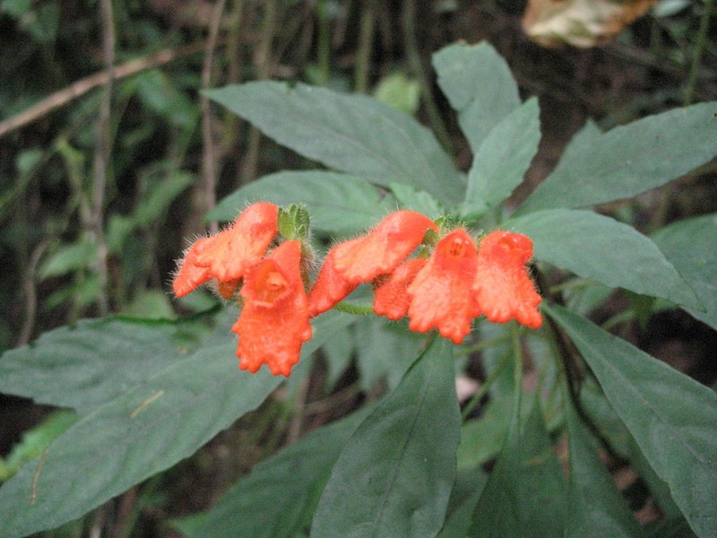 Gasteranthus diverticularis photo 2