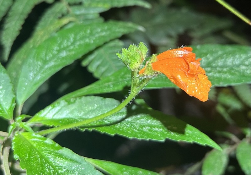 Gasteranthus diverticularis photo 3