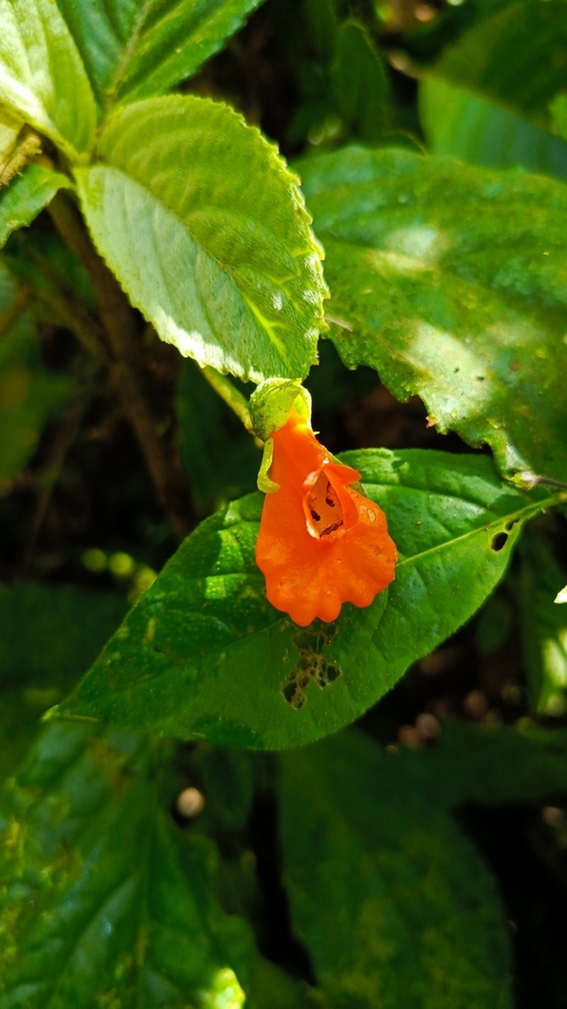 Gasteranthus diverticularis photo 5