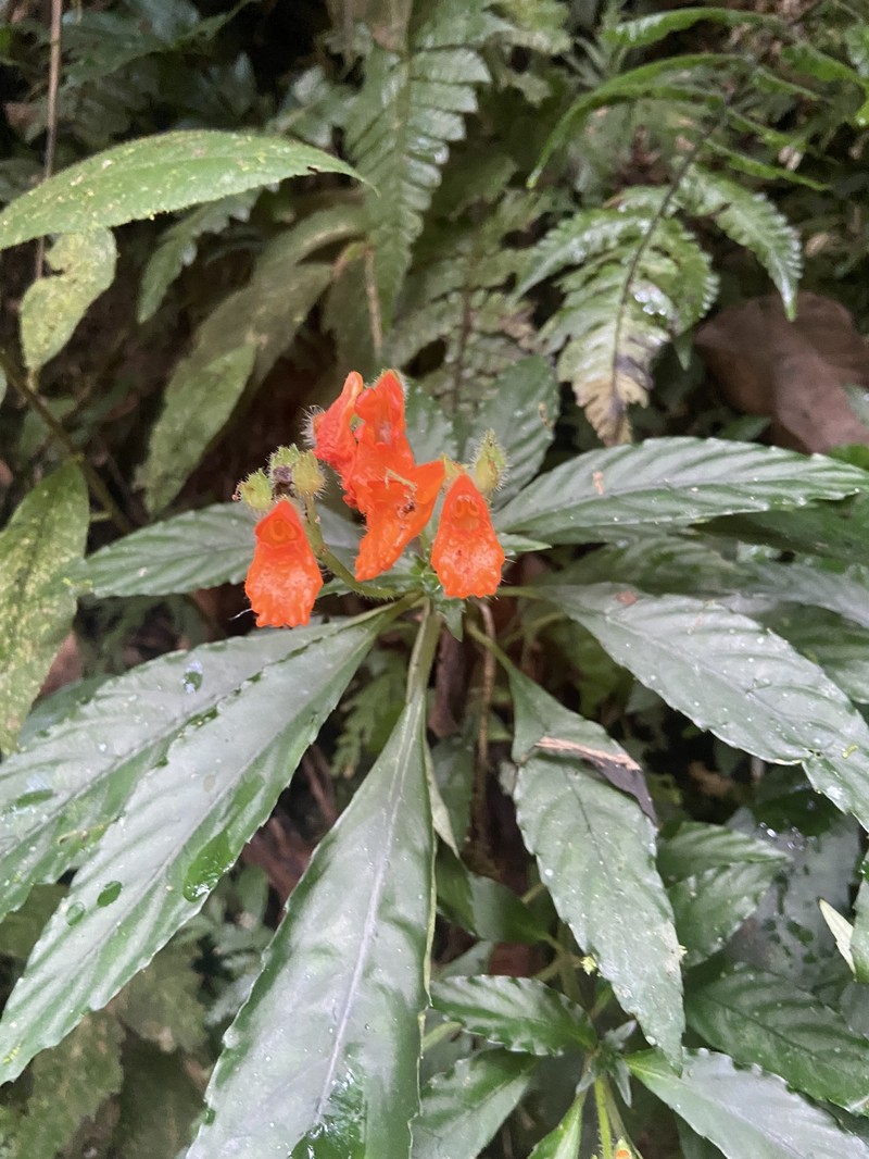 Gasteranthus diverticularis photo 6