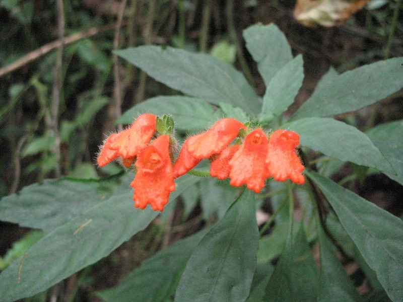 Gasteranthus diverticularis photo 8