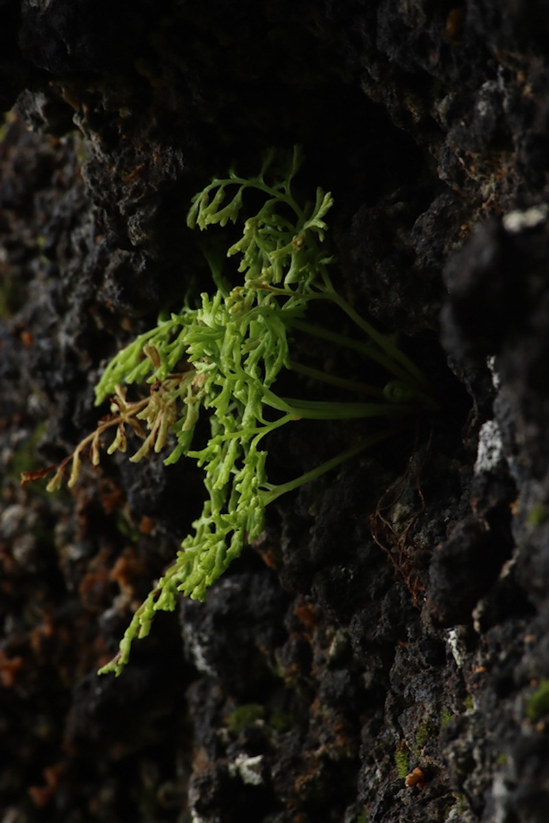 Gastoniella ascensionis