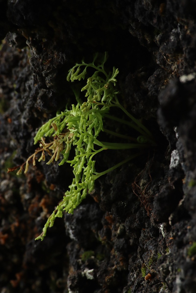 Gastoniella ascensionis photo 2