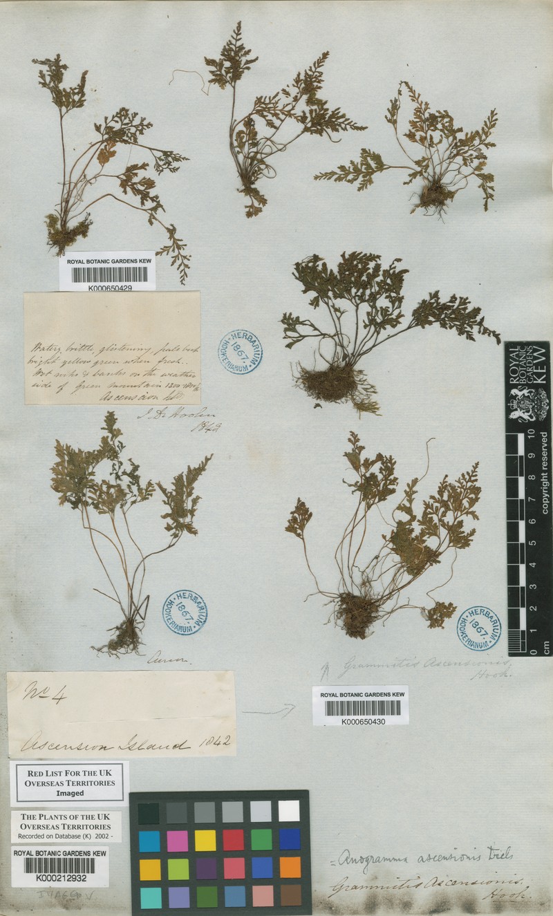 Gastoniella ascensionis photo 4