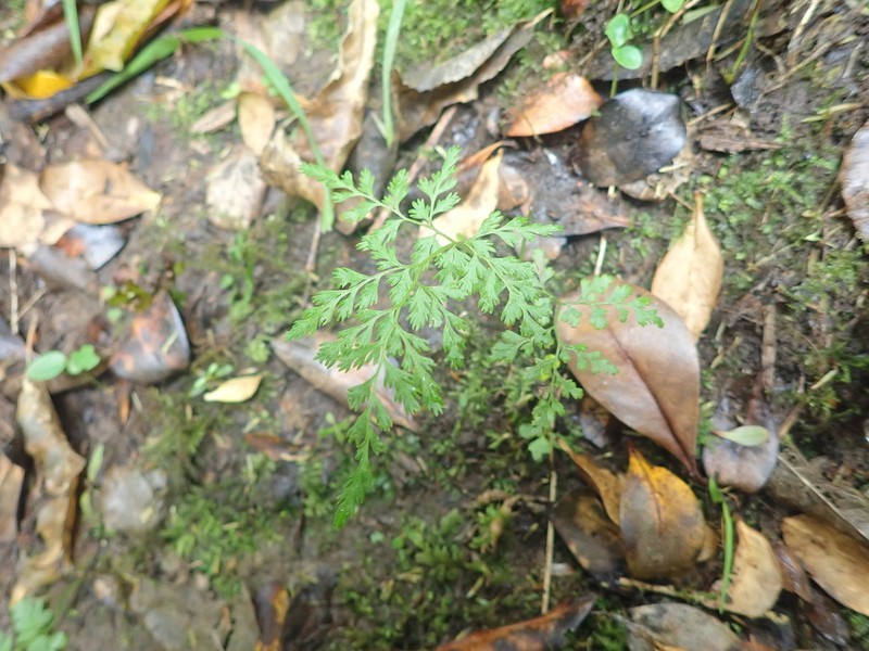 Gastoniella chaerophylla