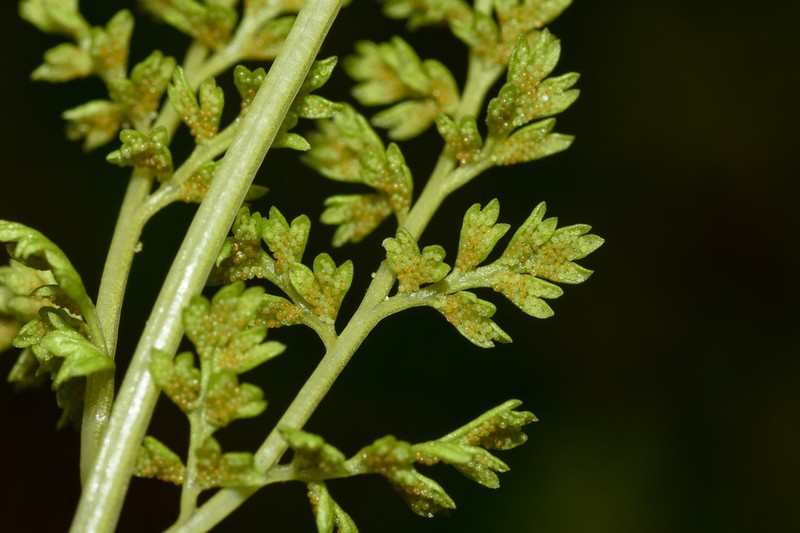 Gastoniella chaerophylla photo 2