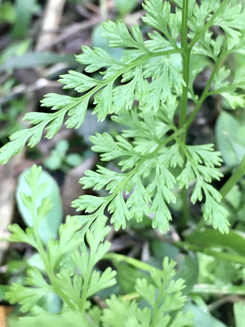 Gastoniella chaerophylla photo 3