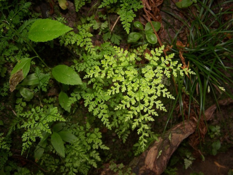 Gastoniella chaerophylla photo 4