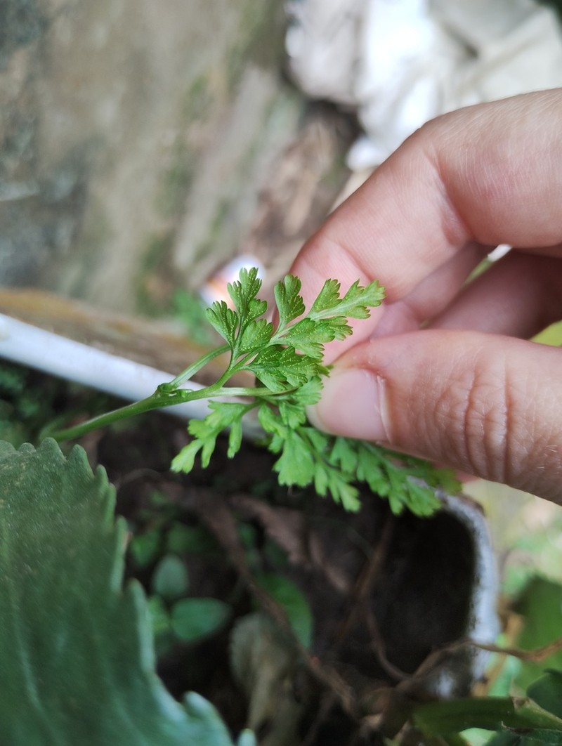 Gastoniella chaerophylla photo 5