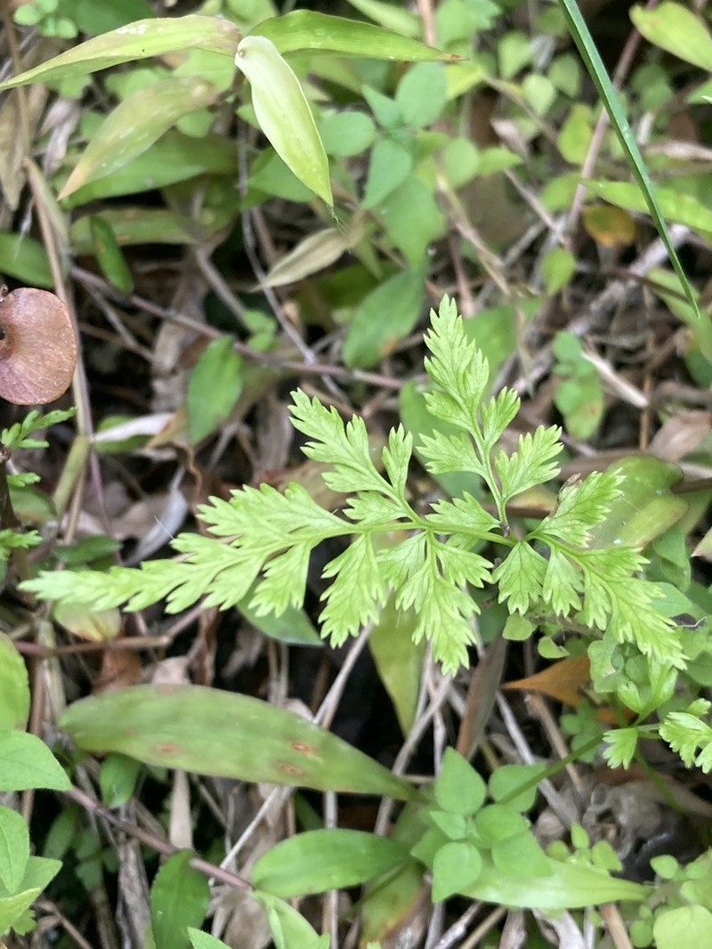 Gastoniella chaerophylla photo 6