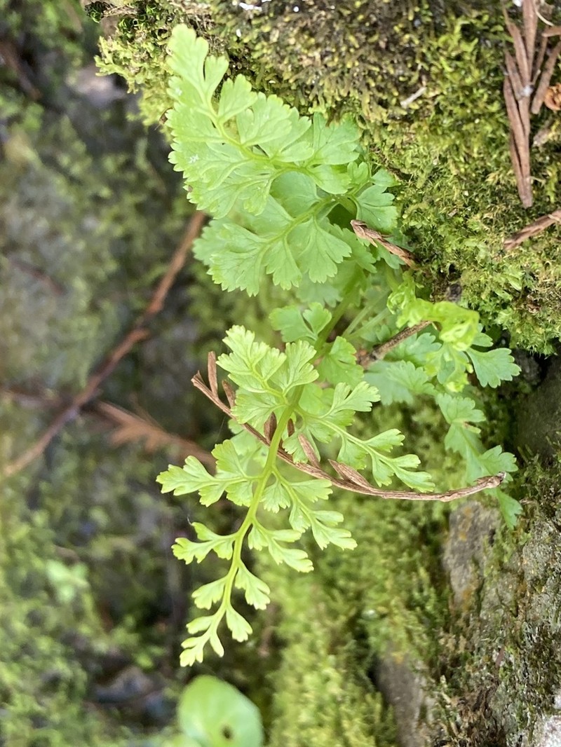 Gastoniella chaerophylla photo 7