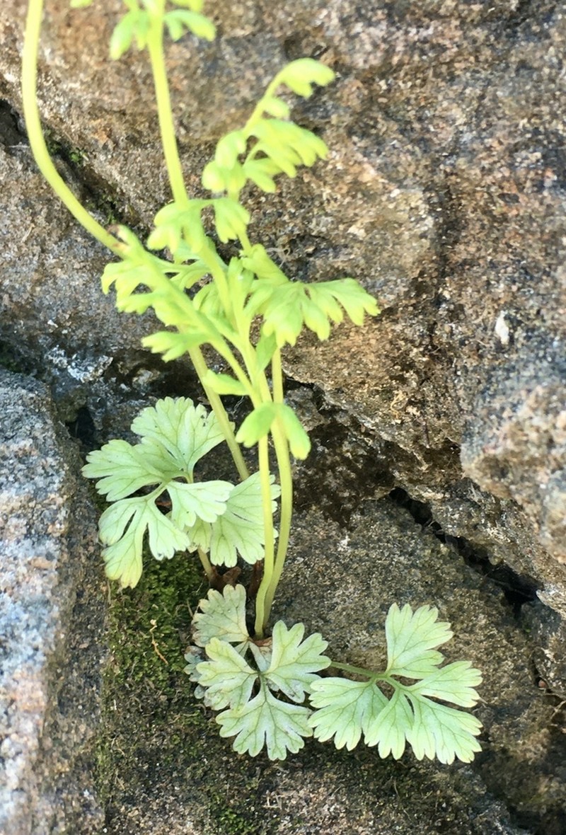 Gastoniella chaerophylla photo 8