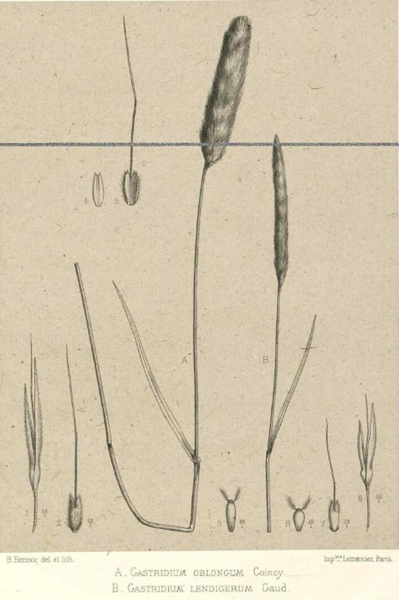 Nit Grass photo 2