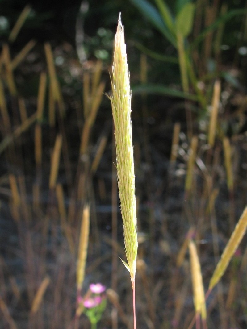 Nit Grass photo 3