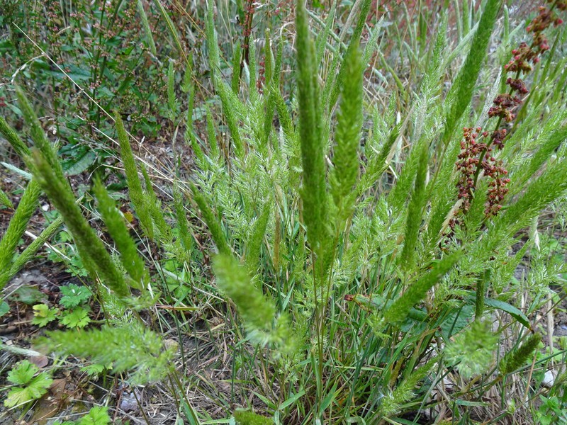 Nit Grass photo 4