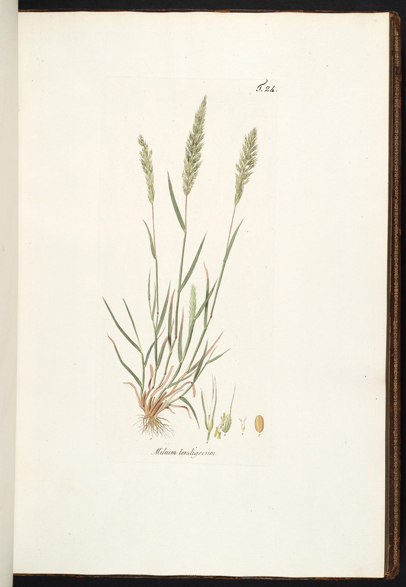 Nit Grass photo 5