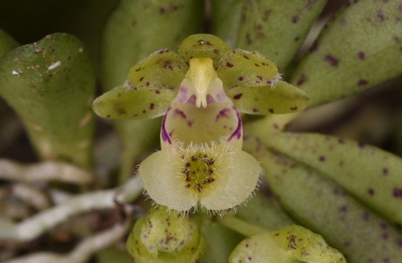 Gastrochilus × hsuehshanensis
