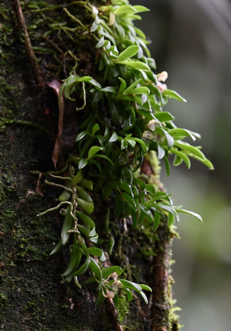 Gastrochilus deltoglossus