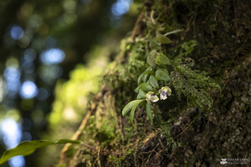 Gastrochilus deltoglossus photo 2