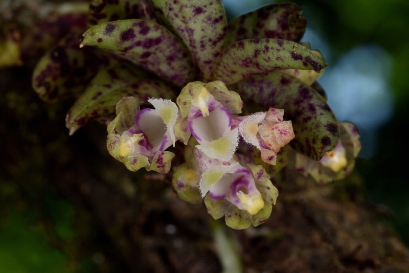 Gastrochilus deltoglossus photo 5