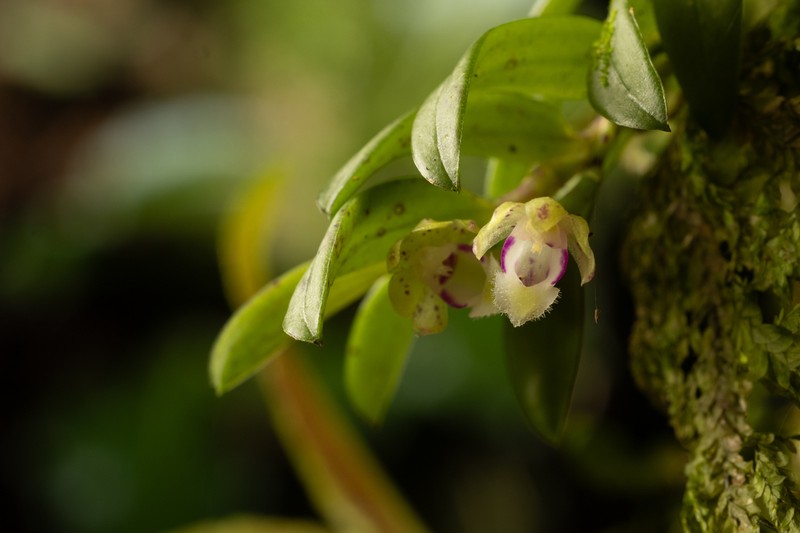 Gastrochilus deltoglossus photo 6