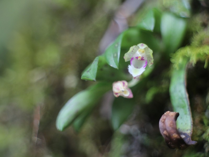 Gastrochilus deltoglossus photo 8