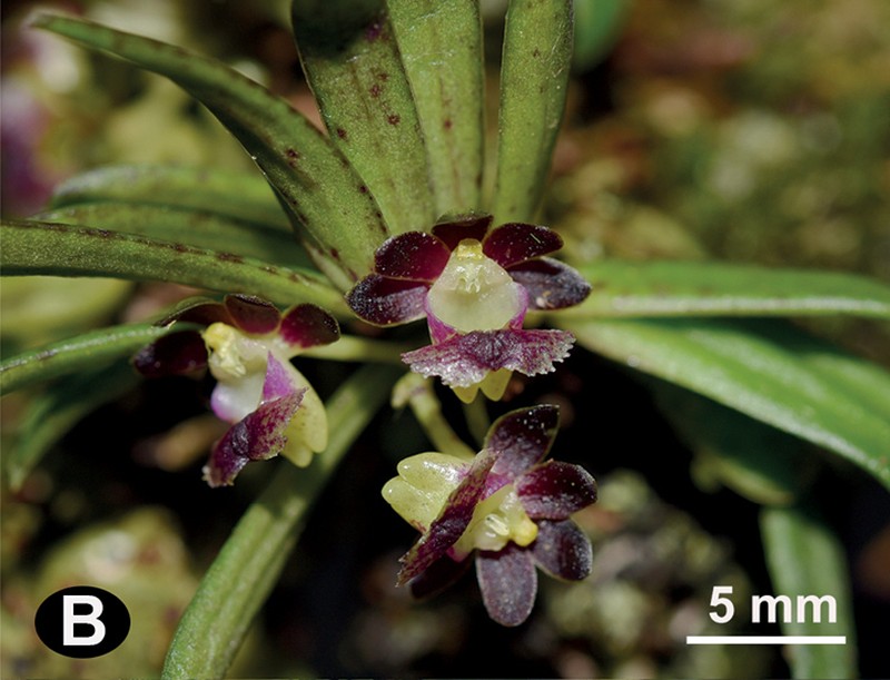 Gastrochilus heminii