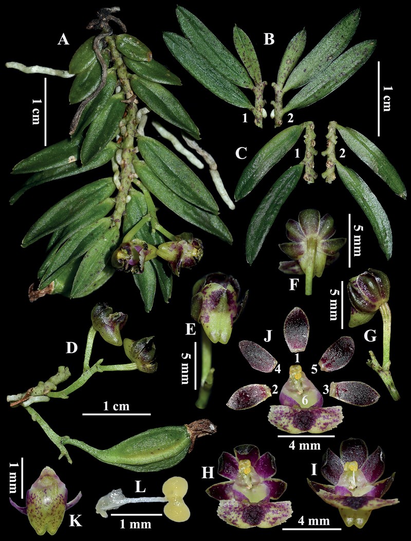 Gastrochilus heminii photo 2